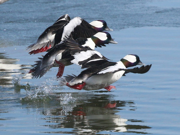 Buffleheads & Cavity Nesting