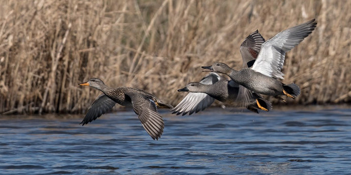 Gadwall Populations Soar: Potential Reasons and Tips on Taking Advantage