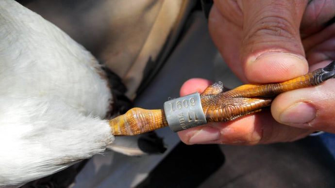 Waterfowl Research: Hunter's Friend or Foe?