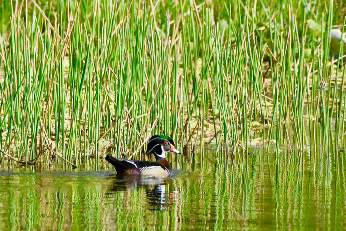 Embracing the Off-Season: How Waterfowl Hunters Can Enjoy Their Passion During the Summer Months