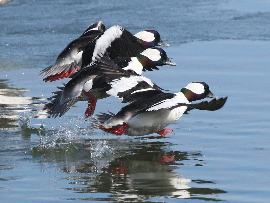 Buffleheads & Cavity Nesting